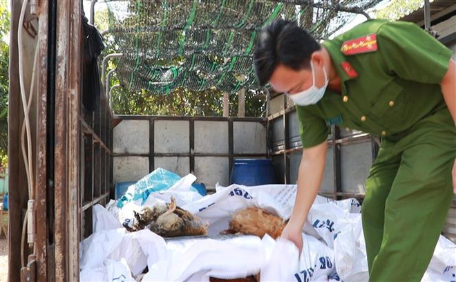Bình Phước: Phát hiện, bắt giữ xe tải vận chuyển gần 400kg gà chết ảnh 1