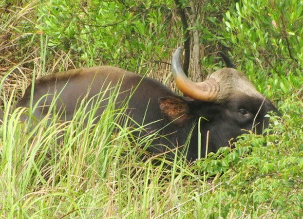 Đồng Nai: Phát hiện một cá thể bò tót bị xẻ thịt nhiều bộ phận ảnh 1