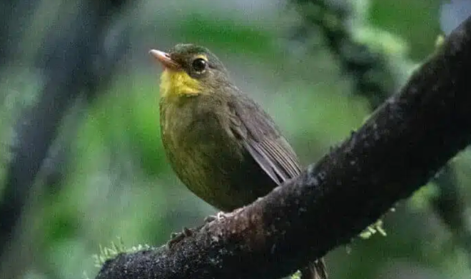 Chim Dusky Tetraka xuất hiện trở lại trong tự nhiên sau 24 năm ảnh 1