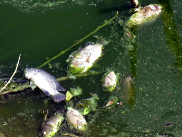 Cá chết bất thường phủ trắng trên thượng nguồn sông Sài Gòn ảnh 1