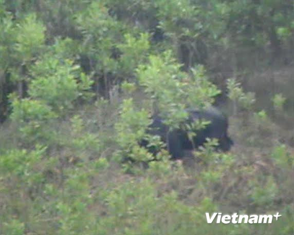 Bò tót húc chết người tại Quảng Nam đã tử vong vì kiệt sức ảnh 1