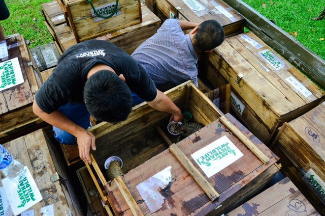 Thêm 33 cá thể tê tê Java quý hiếm được tái thả về môi trường tự nhiên ảnh 3