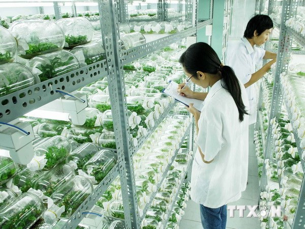 Nghiên cứu phát triển nông nghiệp công nghệ cao. (Ảnh minh họa: Mạnh Linh/TTXVN) Doanh nghiệp Việt Nam tốt nghiệp trại huấn luyện công nghệ sạch ảnh 1