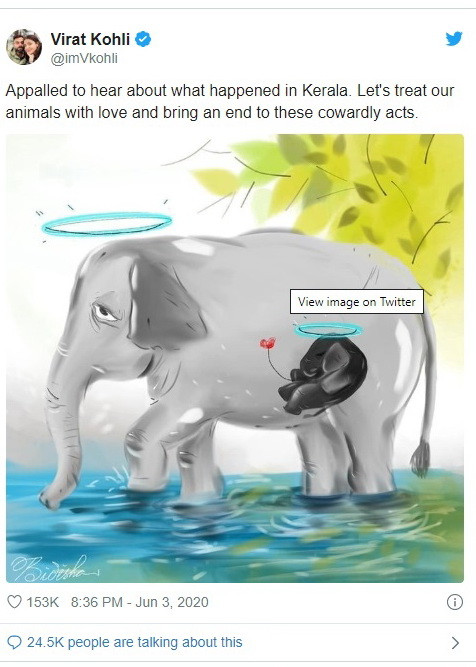 Ấn Độ: Voi cái mang thai chết thảm khiến dư luận phẫn nộ ảnh 2