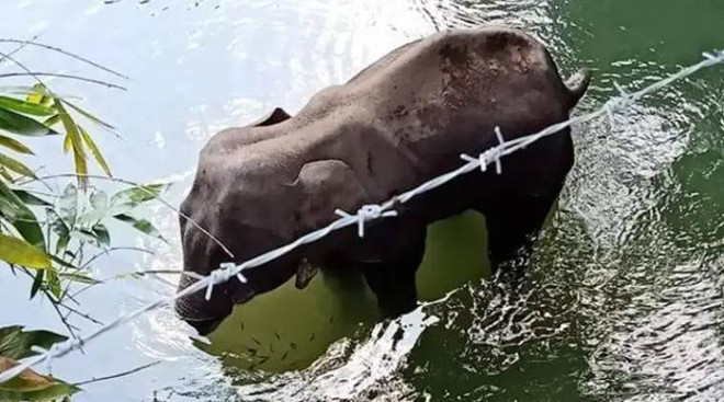 Ấn Độ: Voi cái mang thai chết thảm khiến dư luận phẫn nộ ảnh 1