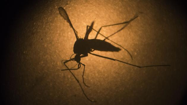 Công bố hướng dẫn mới về cách bảo hộ phòng chống virus Zika ảnh 1