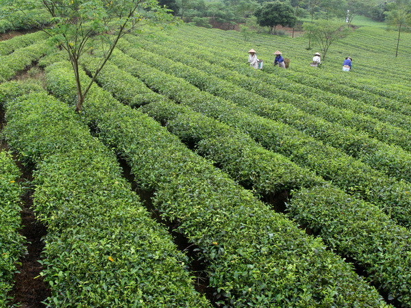 Chè nguyên liệu được giá và giữ mức ổn định tại Lâm Đồng ảnh 1