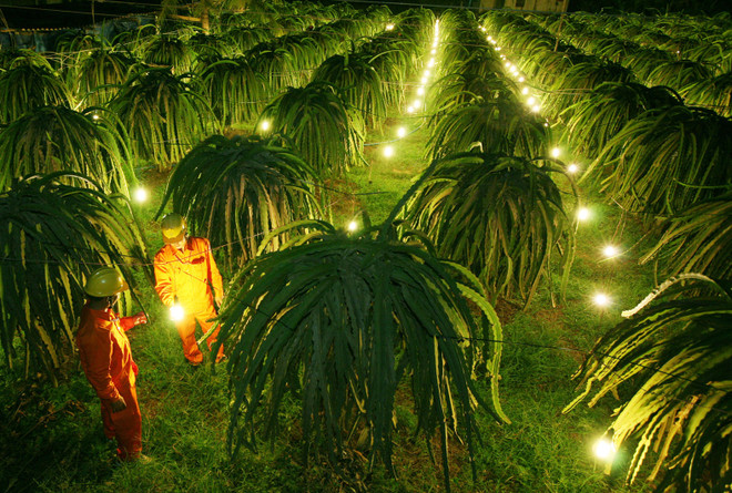 Miền Nam triển khai kế hoạch cấp điện mùa khô và cả năm 2016 ảnh 1