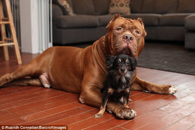 Tình bạn đặc biệt giữa con pitbull khổng lồ và "cậu nhóc" chihuahua ảnh 3