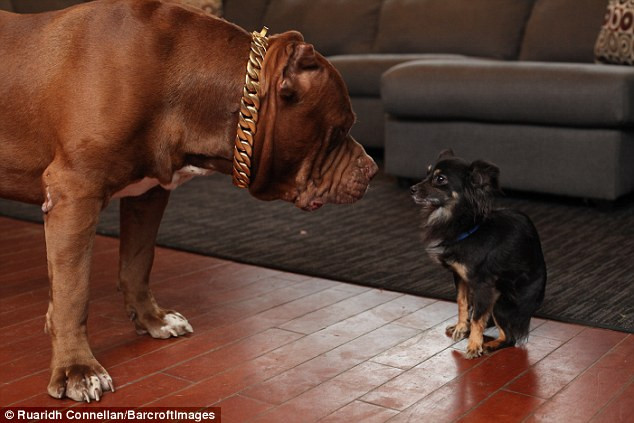 Tình bạn đặc biệt giữa con pitbull khổng lồ và "cậu nhóc" chihuahua ảnh 4