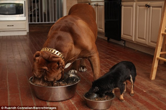 Tình bạn đặc biệt giữa con pitbull khổng lồ và "cậu nhóc" chihuahua ảnh 6