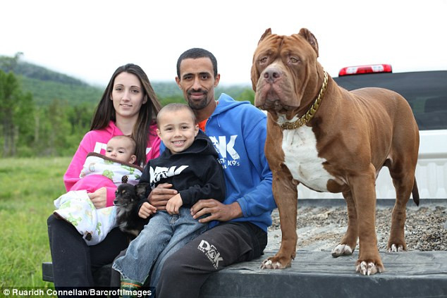 Tình bạn đặc biệt giữa con pitbull khổng lồ và "cậu nhóc" chihuahua ảnh 2