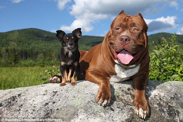 Tình bạn đặc biệt giữa con pitbull khổng lồ và "cậu nhóc" chihuahua ảnh 5