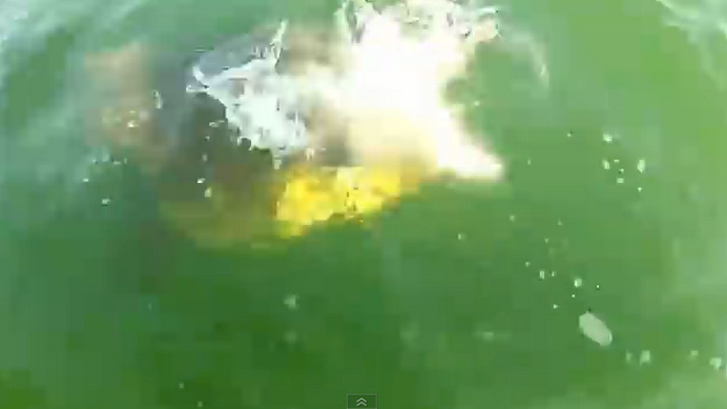 Cận cảnh pha đớp cá mập ngoạn mục của con cá mú khổng lồ ảnh 1