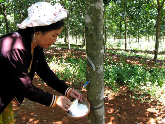 Thái Lan, Indonesia, Malaysia cắt giảm 615.000 tấn mủ cao su ảnh 1