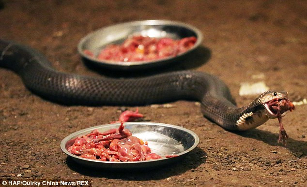 Bị cắn nhiều lần nhưng vẫn quyết nuôi 30.000 con rắn hổ mang ảnh 2