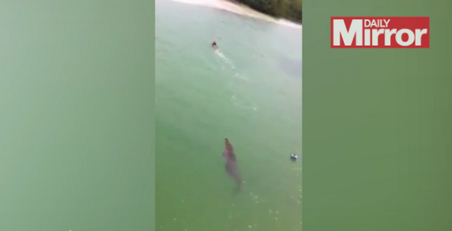 Thót tim với cảnh cá sấu khổng lồ truy sát người bơi dưới sông ảnh 1