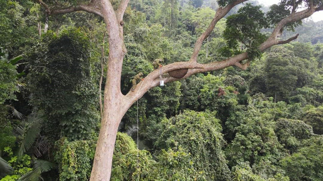 Gia Lai: Cộng đồng người Bahnar gìn giữ rừng nguyên sinh Kon Ka Kinh ảnh 1