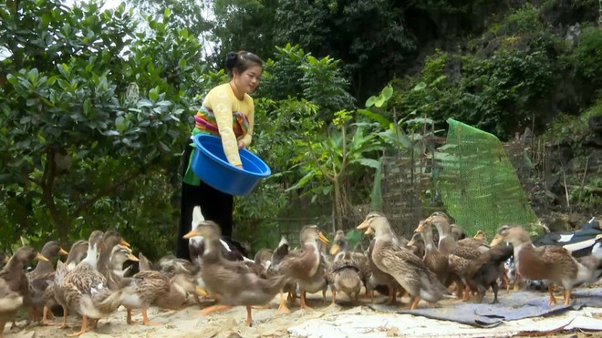 TTXVN_1710 vit Co Lung 2.jpg