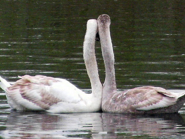 Một số mẹo sử dụng sức mạnh của trực giác để tìm người tri kỷ ảnh 1