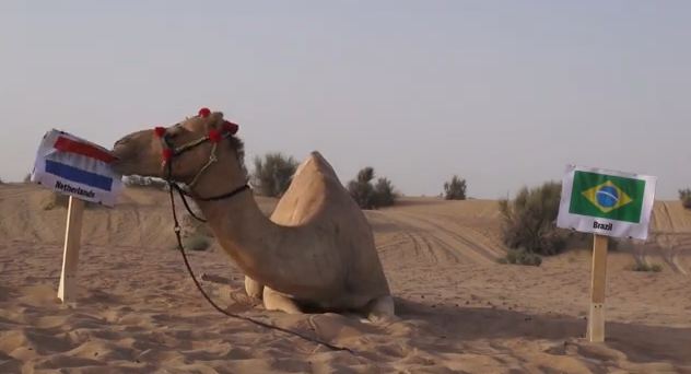 Lạc đà “tiên tri” dự đoán kết quả trận đại chiến Brazil-Hà Lan ảnh 1