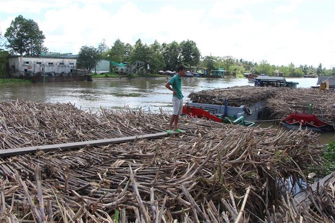 Chỉ tạm dừng Nhà máy Đường Phụng Hiệp trong niên vụ 2023-2024 ảnh 1