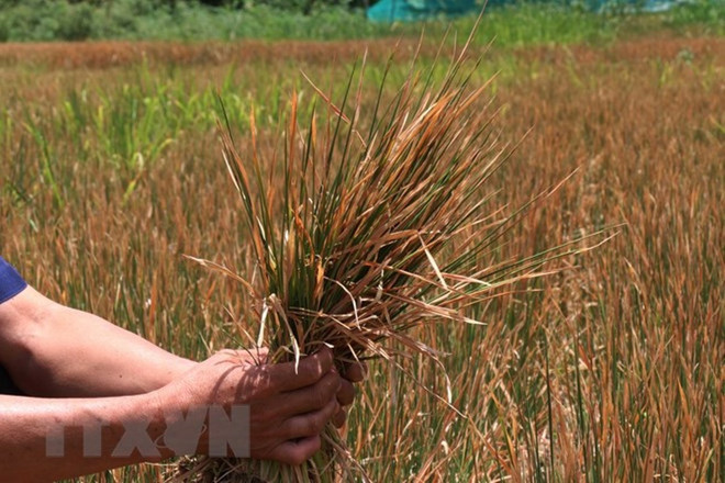 Hỗ trợ giải quyết nước sinh hoạt cho đồng bằng sông Cửu Long ảnh 2