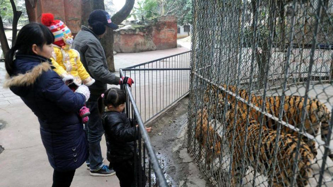 Chú chó sống hạnh phúc, vui vẻ cùng hai con hổ trong vườn thú ảnh 3