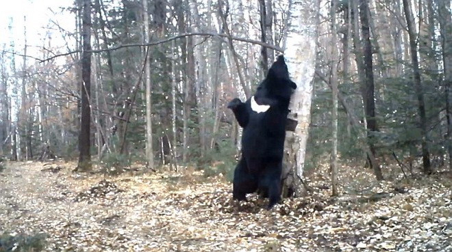 Hài hước chú gấu đen có "sở thích" dựa vào thân cây để gãi lưng ảnh 4