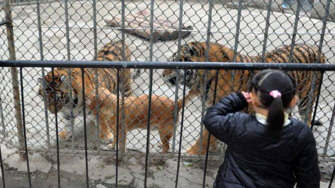 Chú chó sống hạnh phúc, vui vẻ cùng hai con hổ trong vườn thú ảnh 4