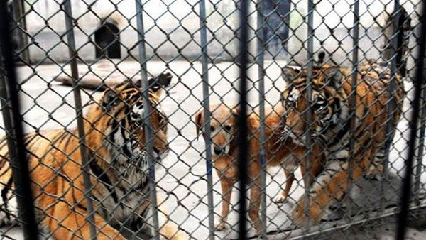 Chú chó sống hạnh phúc, vui vẻ cùng hai con hổ trong vườn thú ảnh 1