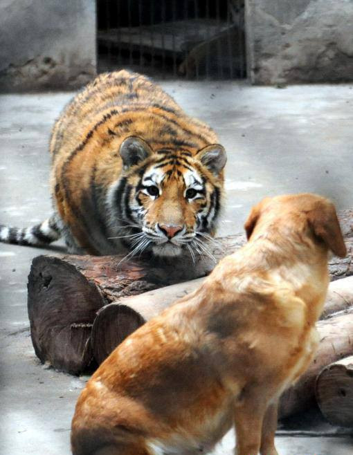 Chú chó sống hạnh phúc, vui vẻ cùng hai con hổ trong vườn thú ảnh 2