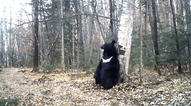 Hài hước chú gấu đen có "sở thích" dựa vào thân cây để gãi lưng ảnh 3