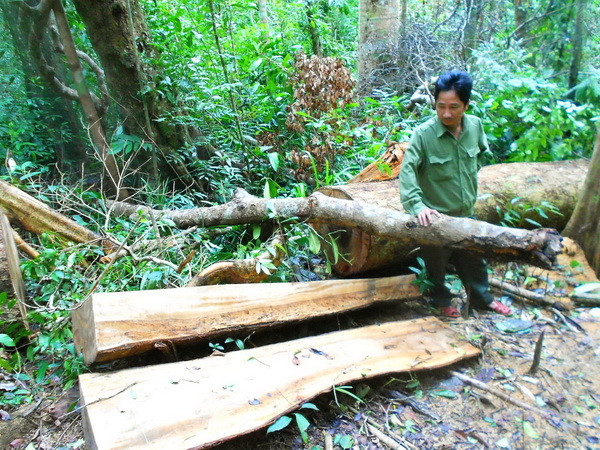 Hiện trường vụ phá rừng phòng hộ huyện Vĩnh Thạnh. (Ảnh: Nguyên Linh/TTXVN) Khởi tố vụ phá rừng phòng hộ nghiêm trọng tại Bình Định ảnh 1