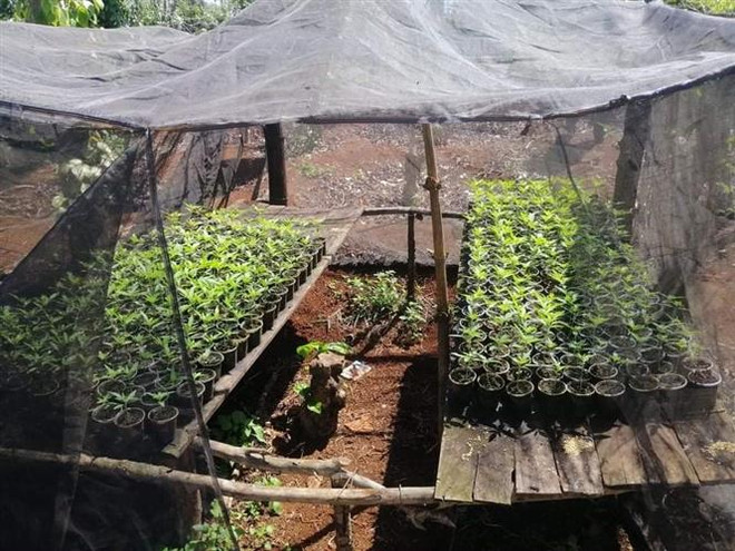 Liên tiếp phát hiện các vụ trồng cần sa trái phép tại Đắk Lắk ảnh 1