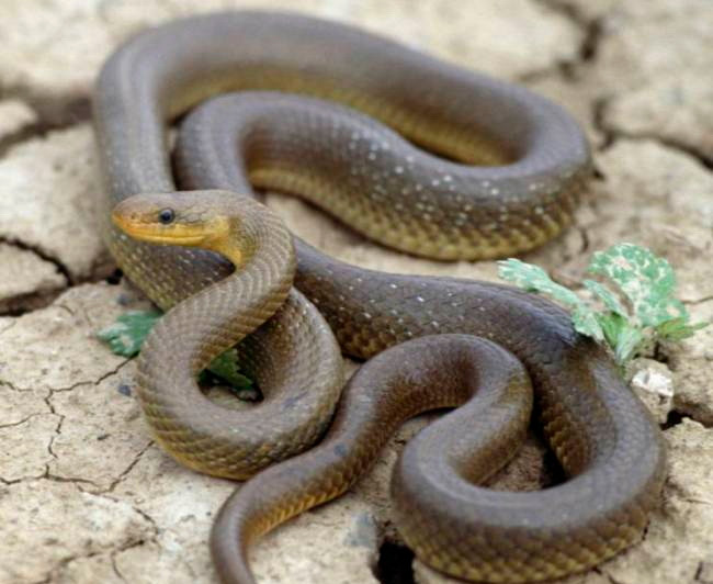 Hàng chục con rắn xuất hiện trên mái nhà và đe dọa trẻ em ảnh 1