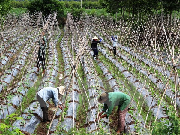 Tạo môi trường đầu tư thuận lợi cho các hợp tác xã phát triển ảnh 1