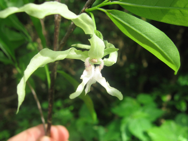 Một loài thực vật có nguy cơ tuyệt chủng cực kỳ cao ở Tanzania. (Nguồn: mongabay.com) Một phần ba hệ thực vật nhiệt đới tại châu Phi có nguy cơ tuyệt chủng ảnh 1