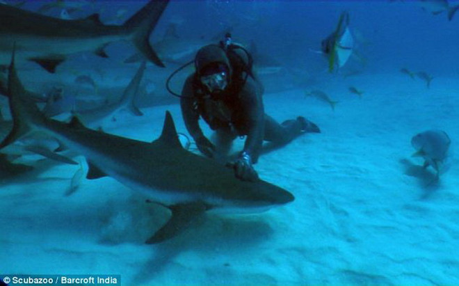 Cá mập "nghe lời" con người dưới lòng đại dương ảnh 1