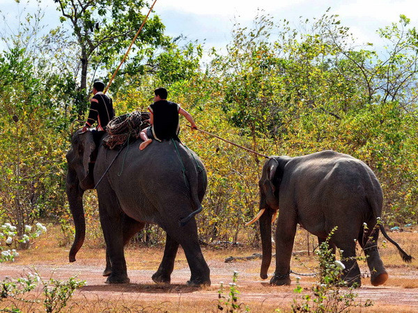 Gia đình Ama Kong hiến tặng bộ đồ nghề bắt voi rừng ảnh 1