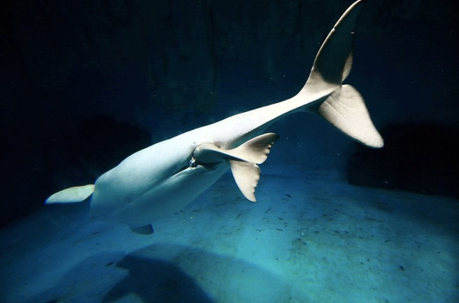 Cận cảnh cá voi trắng đầu tiên được sinh ra trong thủy cung ảnh 2