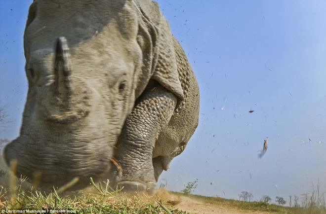 Tê giác một sừng "phát điên" khi phát hiện bị quay trộm ảnh 3