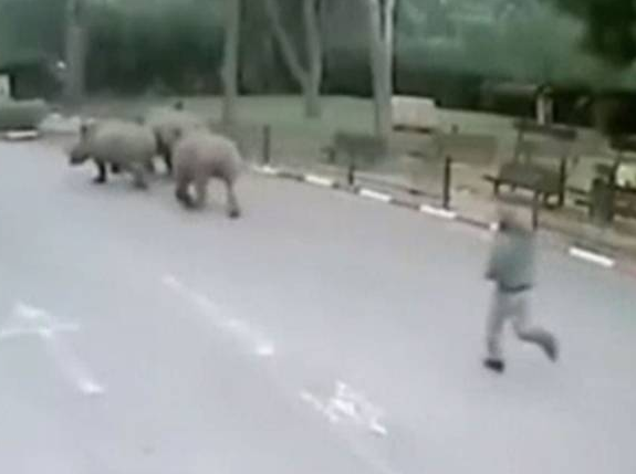 Ba con tê giác "vượt ngục" khi nhân viên bảo vệ sở thú ngủ gật ảnh 1