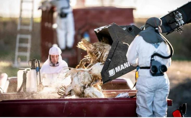 Mỹ phát hiện thêm các ca nhiễm cúm gia cầm ở chim hoang dã ảnh 1