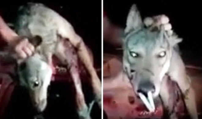 Phẫn nộ khi chứng kiến chú chó bị đánh đập và bắt hít thuốc lá ảnh 1