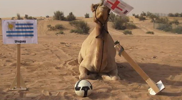 "Tiên tri" lạc đà tìm được đội thắng ở trận sinh tử Uruguay-Anh ảnh 1