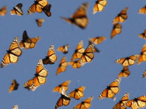 Biến đổi khí hậu làm gián đoạn mùa bay của loài bướm ảnh 1