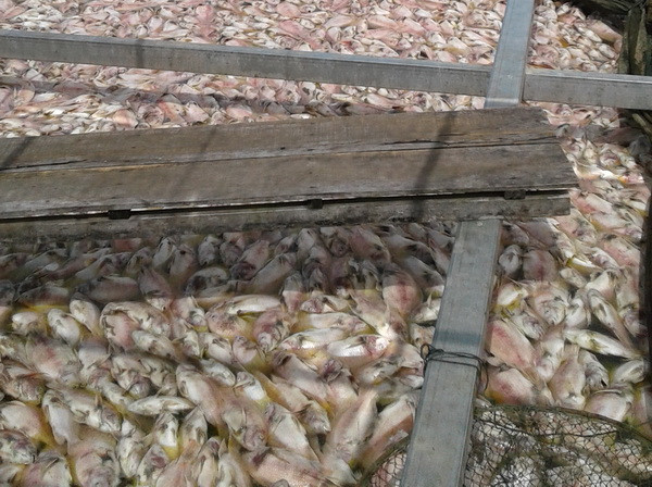 Quảng Nam: Cá điêu hồng chết hàng loạt, người dân không kịp trở tay ảnh 1