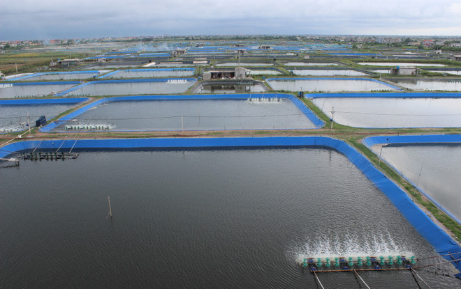 Gồng mình chống chọi những tác động từ đợt El Nino kéo dài ảnh 2