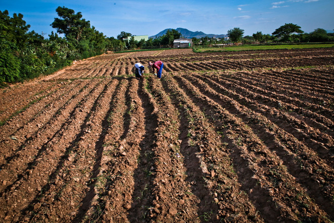 Gồng mình chống chọi những tác động từ đợt El Nino kéo dài ảnh 1